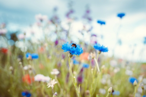 Blumenwiese web