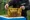 Bienen web