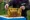 Bienen web