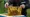 Bienen web