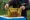 Bienen web
